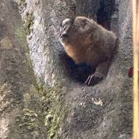 Iquitos Amazonas Dschungelabenteuer - 5 Tage, 4 Nächte Reise-Foto #1