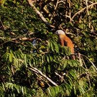 Iquitos Amazonas Dschungelabenteuer - 5 Tage, 4 Nächte Reise-Foto #2