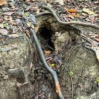 Iquitos Amazonas Dschungelabenteuer - 5 Tage, 4 Nächte Reise-Foto #3