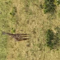 Photo de voyageur Kenya Prime Safari #3