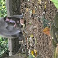 Bali Erlebnisreise Reise-Foto #2