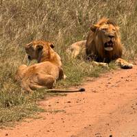3 Days Serengeti & Ngorongoro Safari Tour from Zanzibar traveler photo #2