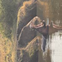 3 Days Serengeti & Ngorongoro Safari Tour from Zanzibar traveler photo #3