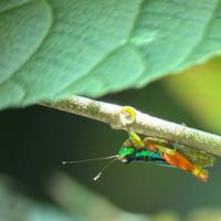 Viajes: Descubre Costa Rica Viajes de National Geographic: foto del viajero #1
