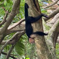 Klassiek Costa Rica (inclusief Arenal Vulkaan Nationaal Park): foto van de reiziger #2