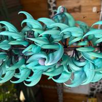 Klassiek Costa Rica (inclusief Arenal Vulkaan Nationaal Park): foto van de reiziger #3