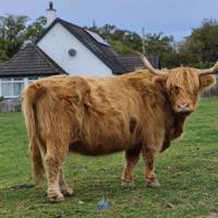 Isle of Skye, Loch Ness & Inverness traveler photo #3