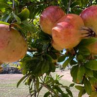 Mallorca: Paradies für Radfahrer Reise-Foto #3