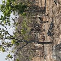 Safari-Erlebnis im Lusaka-Nationalpark - halbtägig Reise-Foto #2