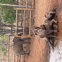 Safari-Erlebnis im Lusaka-Nationalpark - halbtägig Reise-Foto #3