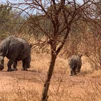 Safari de 5 días por Ruanda con monos dorados, los 5 Grandes y grandes felinos (Exclusivamente Privado): foto del viajero #1
