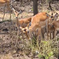 Safari de 5 días por Ruanda con monos dorados, los 5 Grandes y grandes felinos (Exclusivamente Privado): foto del viajero #2