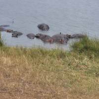 Safari de 5 días por Ruanda con monos dorados, los 5 Grandes y grandes felinos (Exclusivamente Privado): foto del viajero #3