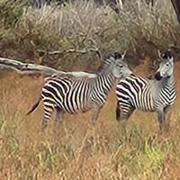 From Zanzibar to Selous : 13 days Beach and Safari Holiday traveler photo #2