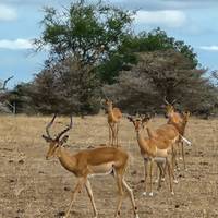 From Zanzibar to Selous : 13 days Beach and Safari Holiday traveler photo #3