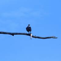 Expedición de Bangalore al Parque Nacional de Nagarhole: foto del viajero #1