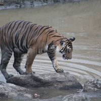 Expedición de Bangalore al Parque Nacional de Nagarhole: foto del viajero #3
