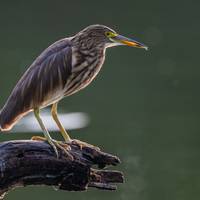 Photo de voyageur Circuit luxueux de 26 jours en Inde pour découvrir la faune et la flore du Rajasthan au départ de Mumbai (TOUT COMPRIS) #3
