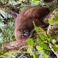 Customized 14 Days Classic Madagascar Trip, Daily Start & Exclusive Guide (Private) traveler photo #2