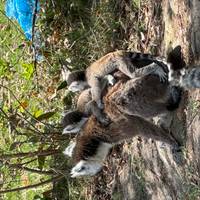 Customized 14 Days Classic Madagascar Trip, Daily Start & Exclusive Guide (Private) traveler photo #3