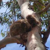 Kangaroo Island 2 day small group Wildlife Adventure (shared and private accomm available) traveler photo #2