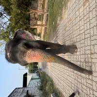 Goldenes Dreieck, Rundresie (3 Tage) Reise-Foto #3