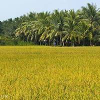Erkundung des Mekong-Deltas (selbst geführt) Reise-Foto #2