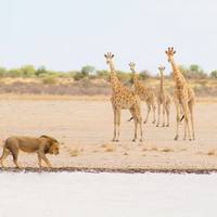 Lo mejor de Sudáfrica (20 días) - Johannesburgo, Kruger, Suazilandia, Lesoto, Ruta Jardín y Ciudad del Cabo: foto del viajero #2