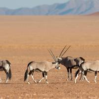 Lo mejor de Sudáfrica (20 días) - Johannesburgo, Kruger, Suazilandia, Lesoto, Ruta Jardín y Ciudad del Cabo: foto del viajero #3