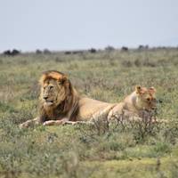 Tansania: Big Five Safari Reise-Foto #1