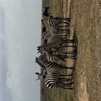 Tansania: Big Five Safari Reise-Foto #2