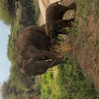 Tansania: Big Five Safari Reise-Foto #3