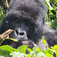 Photo de voyageur Safari de 7 jours au Rwanda et en Ouganda pour découvrir la faune et les primates #2