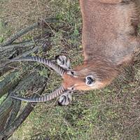 Photo de voyageur Safari de 7 jours au Rwanda et en Ouganda pour découvrir la faune et les primates #3