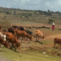 3 Tage, 2 Nächte Masai Mara Group Eintritt zu Safari von Nairobi Reise-Foto #2