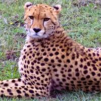 3 Tage, 2 Nächte Masai Mara Group Eintritt zu Safari von Nairobi Reise-Foto #3