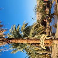 Siwa Safari: Een Odyssee door de Oase: foto van de reiziger #3