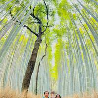 A Classic 11 Day Japan Holiday traveler photo #3