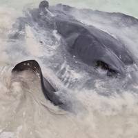 Esperance & Margaret River Abenteuerreise (6 Tage) Reise-Foto #2