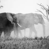 Maasai Mara Wildebeest Migratie 2026 Safari: foto van de reiziger #1