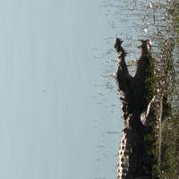 9 Tage private Luxusreise durch das Goldene Dreieck mit Tiger- und Leoparden-Safari und Keoladeo National Bird Santuary Park Reise-Foto #1