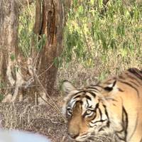 9 Tage private Luxusreise durch das Goldene Dreieck mit Tiger- und Leoparden-Safari und Keoladeo National Bird Santuary Park Reise-Foto #2