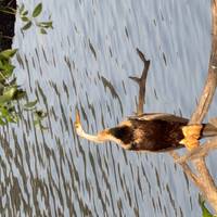 9 Tage private Luxusreise durch das Goldene Dreieck mit Tiger- und Leoparden-Safari und Keoladeo National Bird Santuary Park Reise-Foto #3