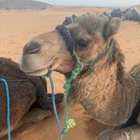 2 Tage Luxus - durch die Sahara ab Marrakesch - PrivatreiseKamel, 5 Übernachtungen im Berber - Camp und Sandboarding Reise-Foto #2