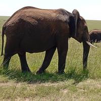 Photo de voyageur 3 jours de safari en camping sous tente dans le Masai Mara #1