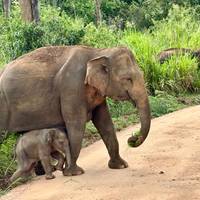 Serenade van Sri Lanka: Odyssee van natuur, cultuur en wilde dieren Alles inclusief: foto van de reiziger #2