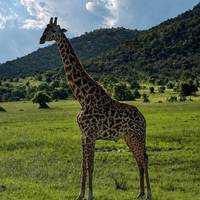 10 Tage Budget-Luxus-Safari in der Masai Mara Kenia - Wildlife & Strand Reise-Foto #1