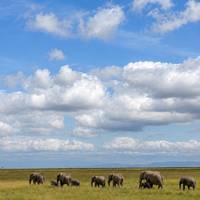 10 Tage Budget-Luxus-Safari in der Masai Mara Kenia - Wildlife & Strand Reise-Foto #2