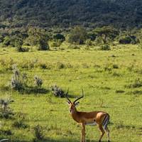 10 Tage Budget-Luxus-Safari in der Masai Mara Kenia - Wildlife & Strand Reise-Foto #3