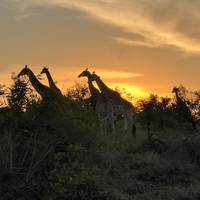 De pracht van Zuid-Afrika & de Victoria Falls: foto van de reiziger #2